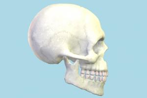 Half Cranium Cranium-2