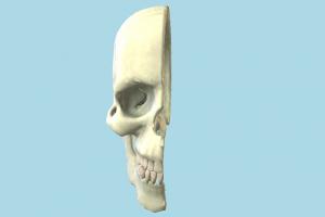Half Cranium skull, bones, bone, cranium, anatomy, skeleton, skeletal, medical, human, study, dead, death, jaw