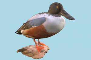 Slobeend bird, duck, slobeend, animal