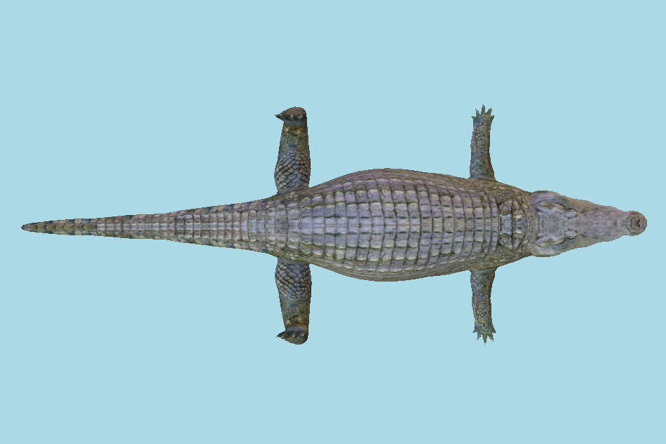 Alligator Crocodile 3d model