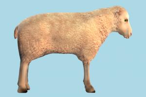 Sheep sheep, mammal, ruminant, animal, animals, wild, nature