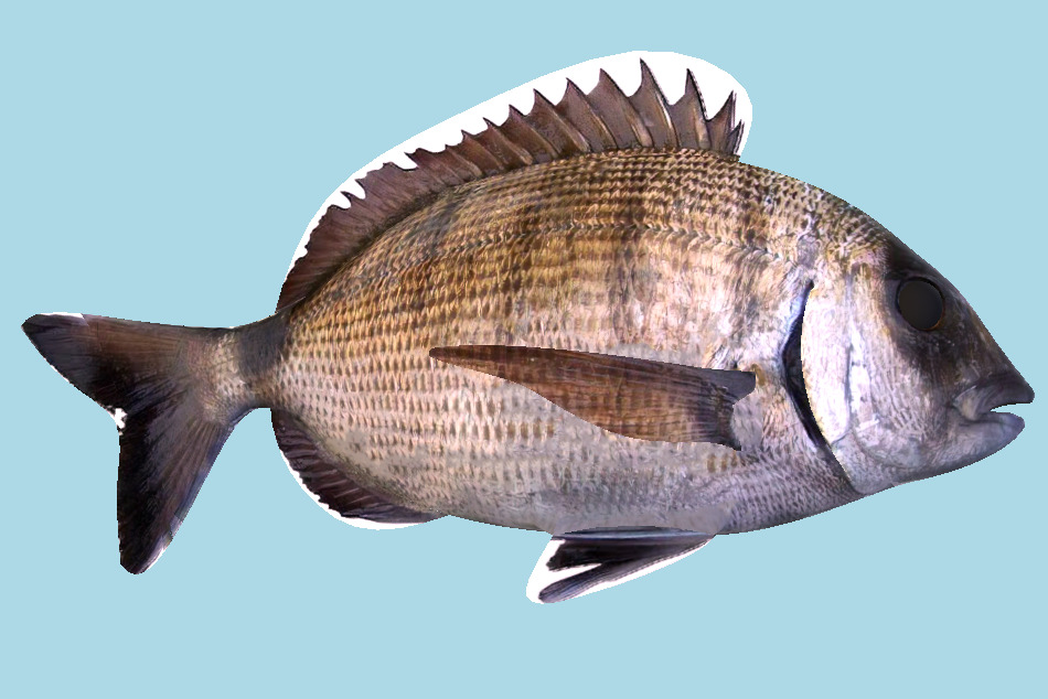 Bream Fish Sar 3d model