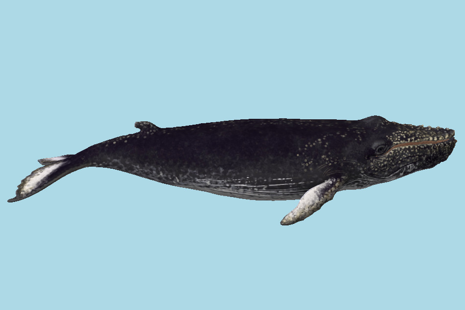 Baleine Bleue Whale 3d model