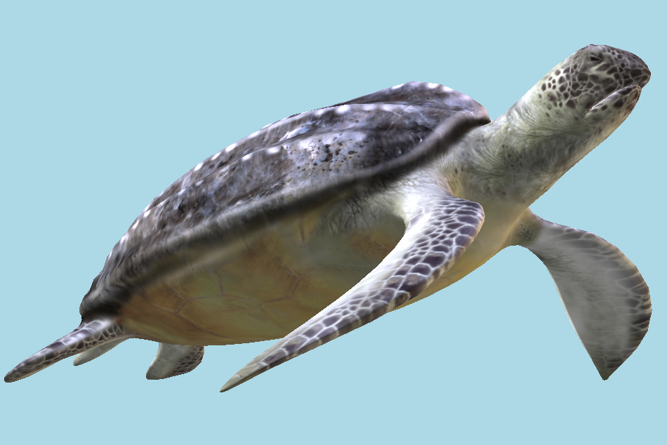 Leatherback Sea Turtle Dermochelys Coriacea 3d model