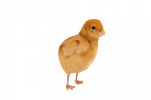 Chick bird, chick, pet, egg, chicken, domestic, farm, farming, fluffy, hen, developement, fowl, poultry, game, lowpoly, animal, animated