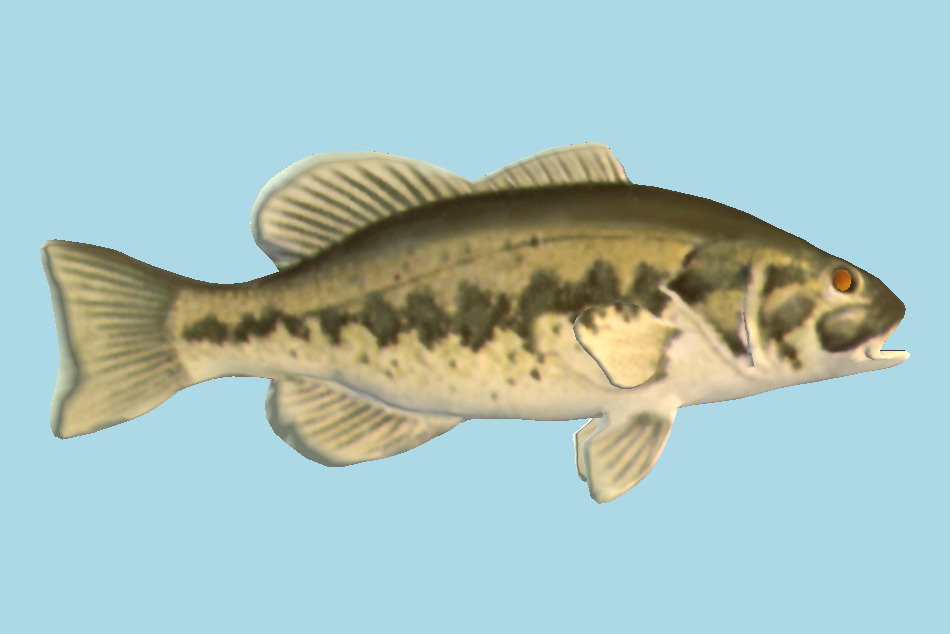 Largemouth Bass Fish 3d model