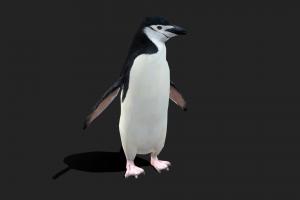 Low Poly Chinstrap Penguin bird, penguin, snow, fbx, arctic, low_poly, animal, animated, textured, rigged