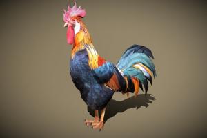 3DRT bird, egg, chicken, critter, domestic, gamedev, farm, rooster, farming, cock, agriculture, hen, cockerel, 3drt, mobilegames, roost, farmanimals, farming-simulator, chickencoop, agriculture-farming, 3d, lowpoly, gameart, gameasset, creature, animal, animation, 3dmodel, gameready, gallus-gallus, cock-a-doodle-do, gallus