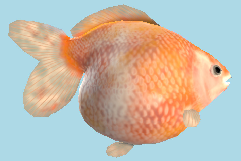 Fantail Pearlscale Fish 3d model