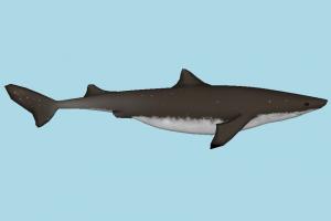 Spurdog Shark shark, fish, sea-creature, fishing, sea, ocean