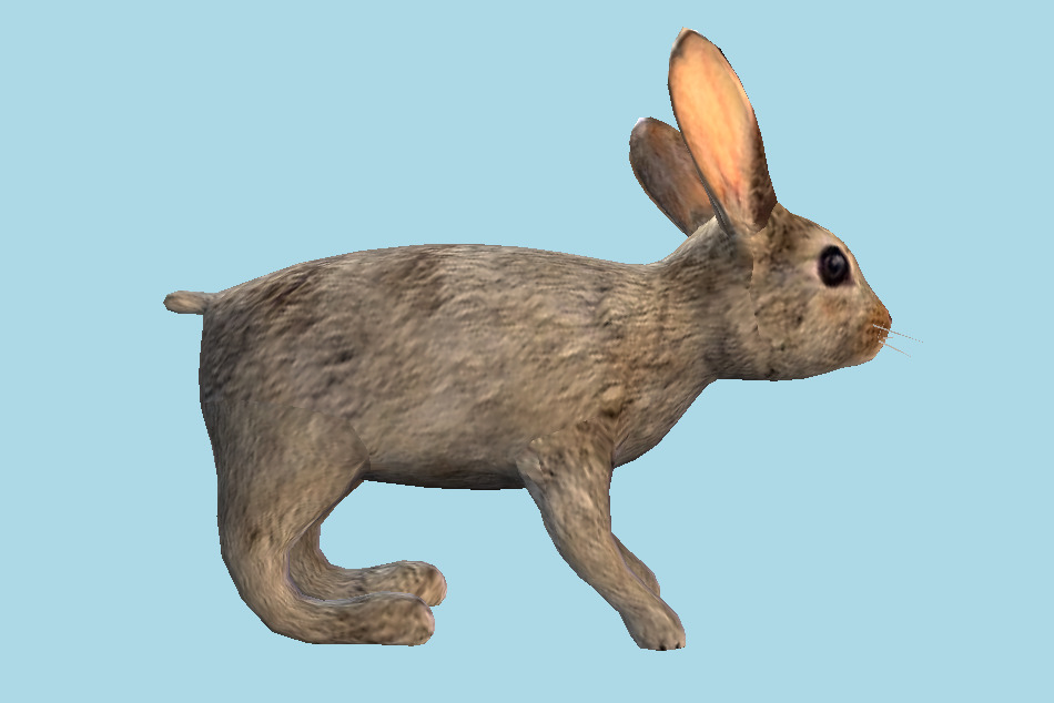 Domestic Rabbit 3d model
