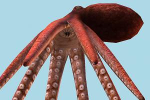 Octopus octopus, sea-creature, fishing, cephalopods, octopod, ocean, aquarium, tentacle, aquatic, mollusc, sea, eight-limbed, soft-bodied