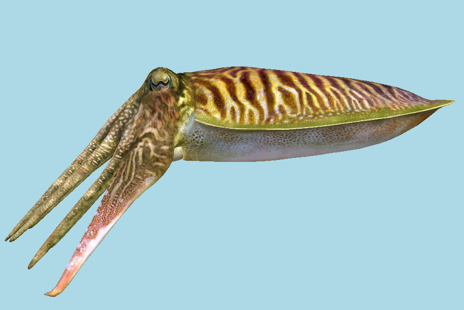Cuttlefish 3d model