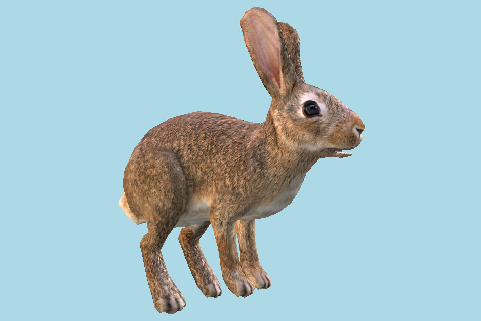 Wild Rabbit 3d model