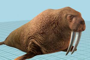 Walrus walrus, seal, sea-creature, animal, realistic, nature