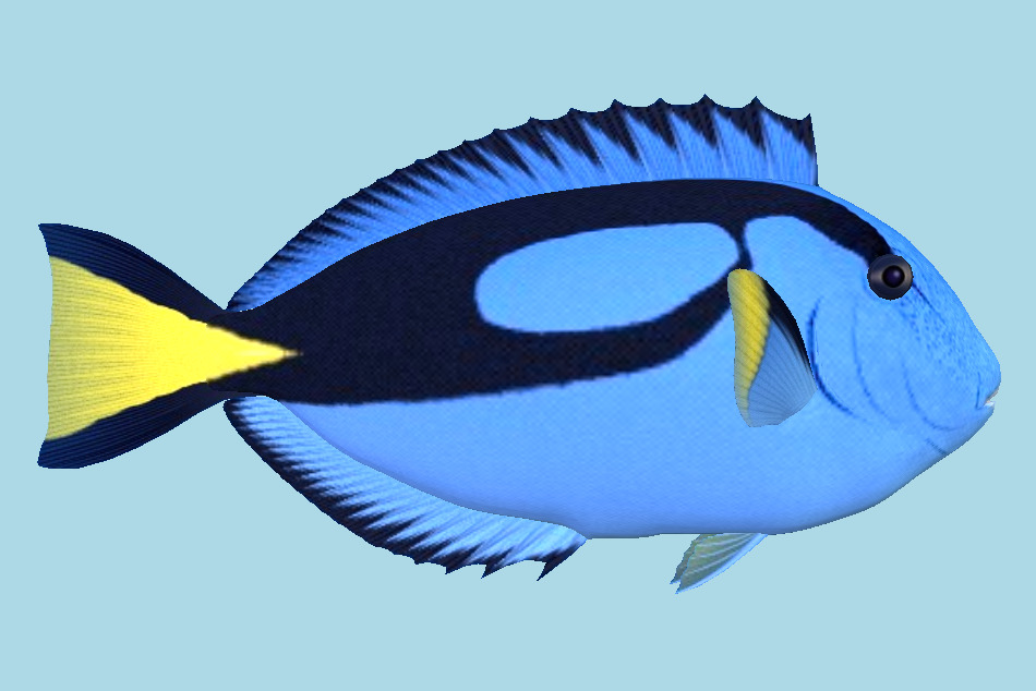 BlueTang Fish 3d model