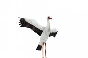Stork bird, feather, stork, fowl, long-neck, animatedmodel, lowpoly, 3dmodel, gameready, long-legged, wading, wading-bird, long-bill, ciconiidae