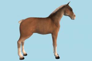 Horse horse, animal, animals, wild, nature, mammal, ruminant, zoology, africa, forest, jungle, predator, prey
