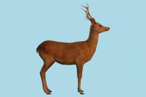 Deer deer, gazelle, elk, reindeer, animal, animals, wild, nature, mammal, ruminant, zoology, predator, prey