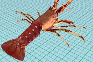 Lobster Lobster-3