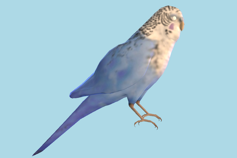 Parakeet Parrot Bird 3d model