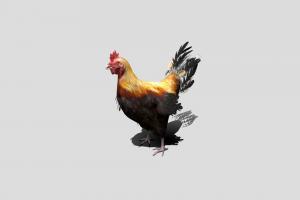 Rooster/hen rpg, bird, birds, chick, pet, animals, chicken, medival, rooster, animations, hen, squawk, game, animal, animated, village