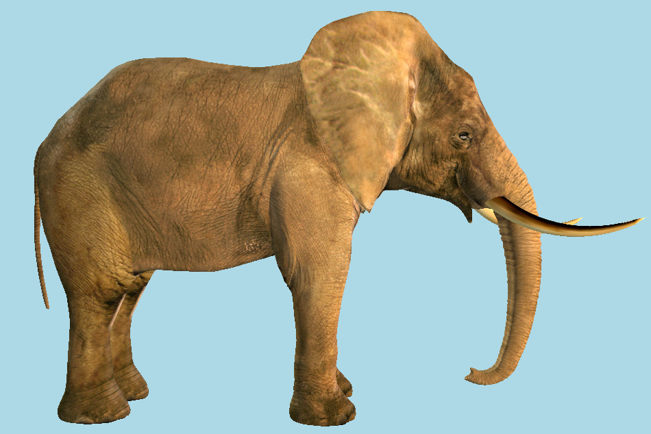 Elephant Wild Animal 3d model