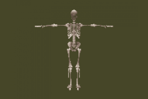 skeleton human_skeleton
