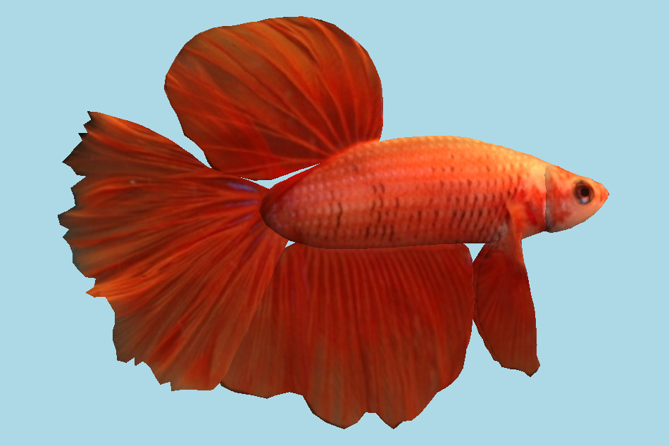 Orange Betta Fish 3d model