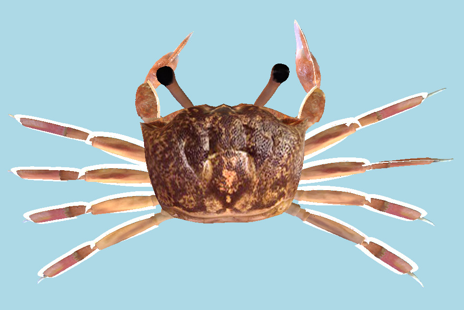 Ocypode Stimpsoni Ghost Crab 3d model