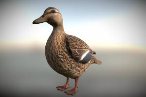 Wild Duck bird, assets, unreal, duck, vr, duckhunt, wild-duck
