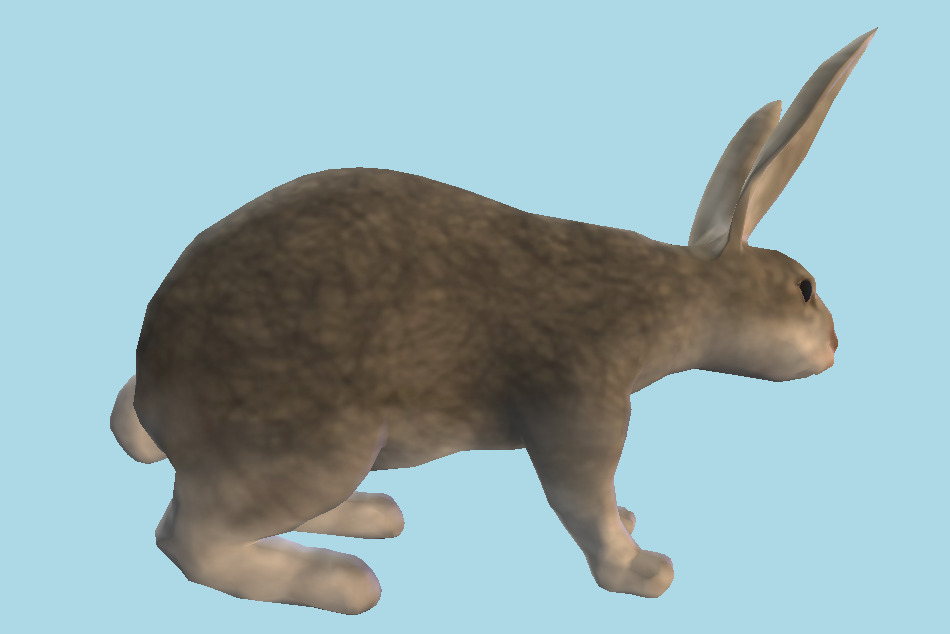 Grey Rabbit 3d model