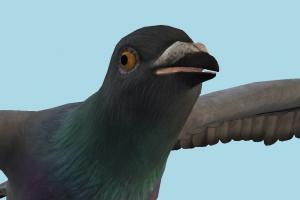 Pigeon 3d model