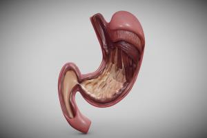 Stomach Cross_Section cross, anatomy, oblique, section, muscle, study, learning, pattern, education, science, circular, stomach, intestine, layer, gastro, ebers, rugae, longitudinal