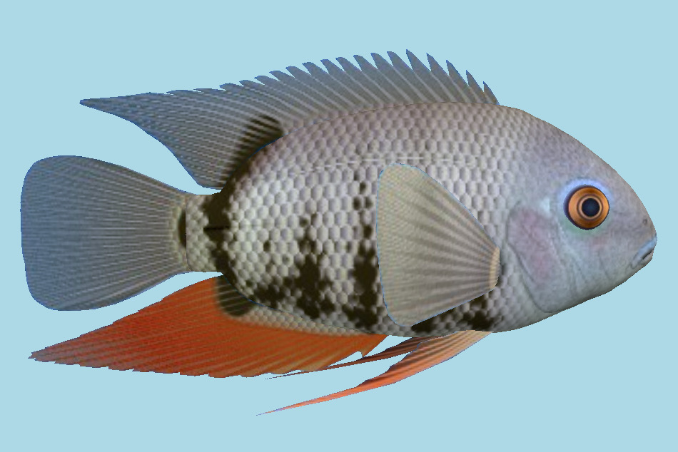 Animaux Poisson Severus Fish 3d model