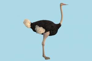 Ostrich ostrich, ostriches, poultry, bird, air-creature, nature