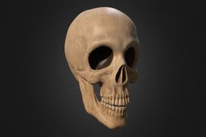 Skull anatomy, calavera, craneo, anatomia, osteology, cice, barruz3dstudent, osteologia, skull, zbrush, bones