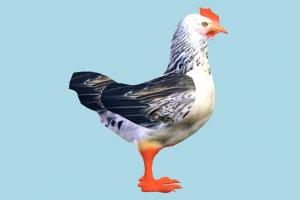 Chicken rooster, hen, chicken, poultry, bird, air-creature, nature