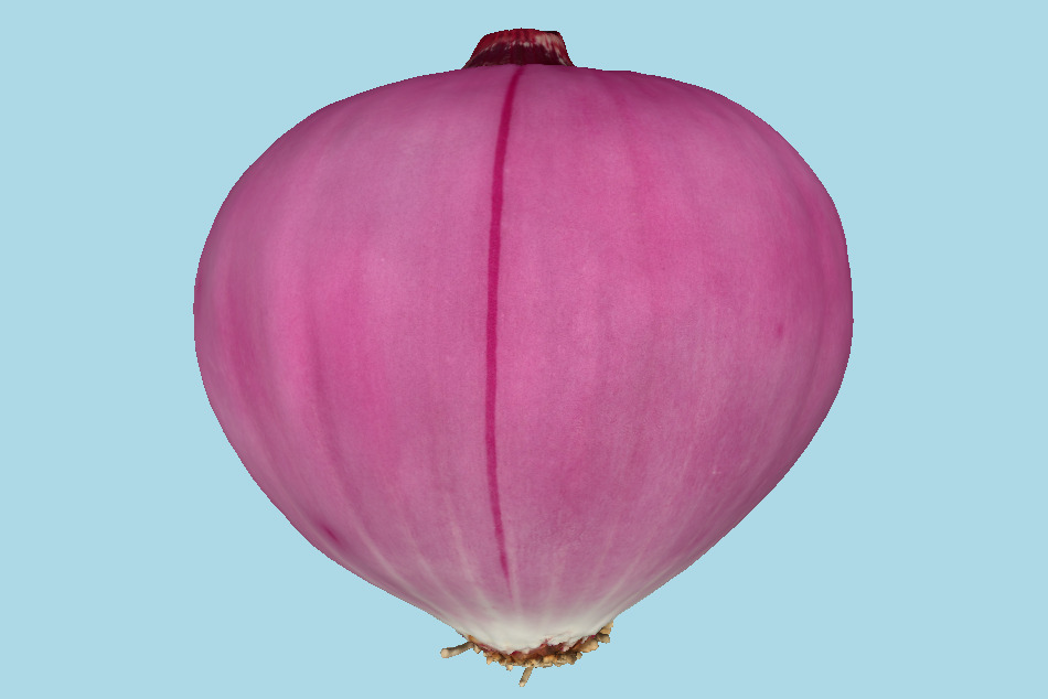 Onion 3d model