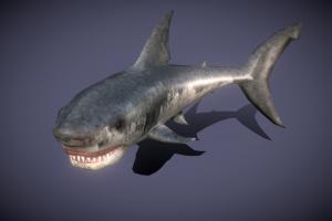 Sealife shark, marine, fish, underwater, hunter, predator, gills, ocean, aquarium, aquatic, jaws, sealife, fins, animatedcharacter, poaching, big-fish, endangered-species, lowpoly, gameart, mobile, gameasset, animation, sea, gameready, marine-biology, animated-model, marine-research, aquatic-life
