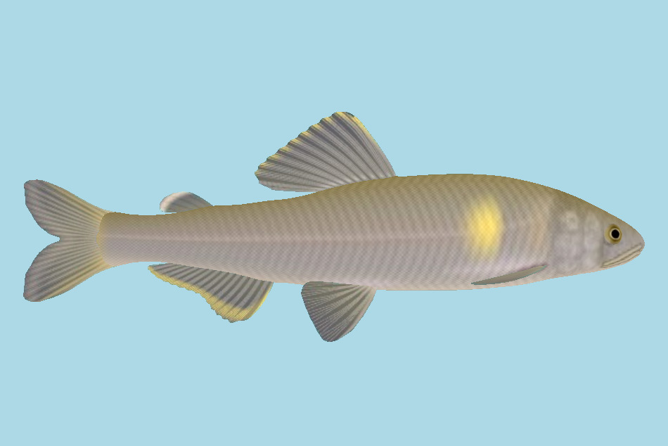 Asian Carp Fish 3d model