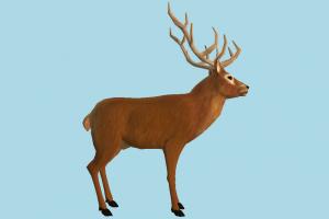 Deer deer, animal, animals, wild, nature, mammal, ruminant, zoology