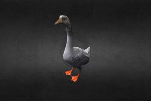 Goose bird, domestic, goose, animation
