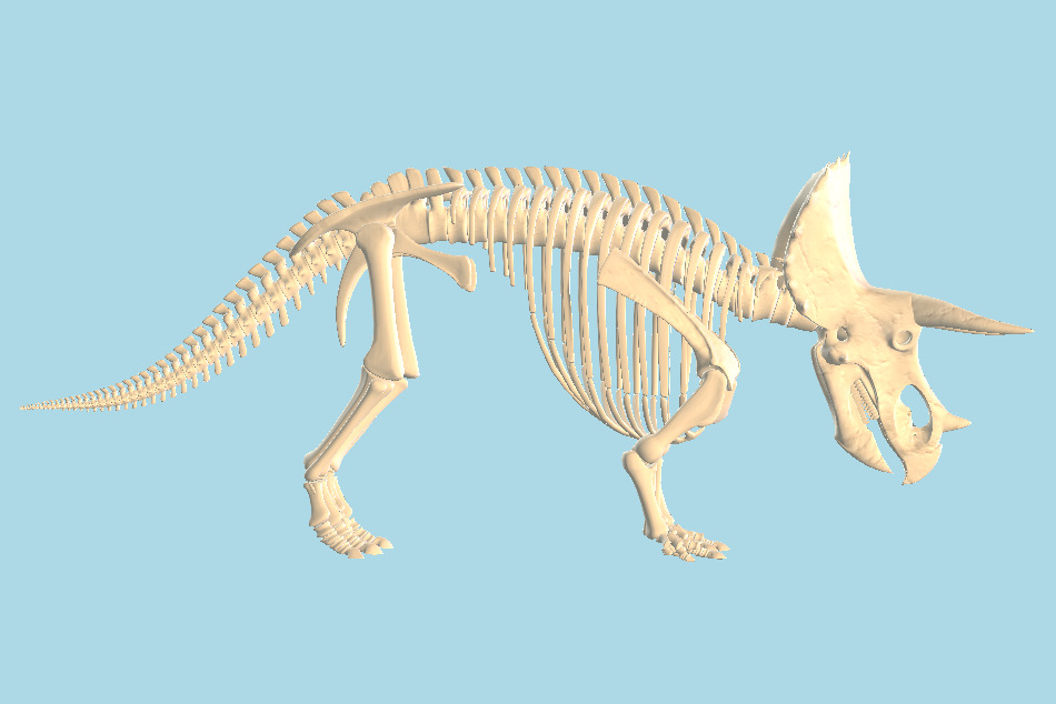 Triceratops Skeleton 3d model