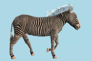 Zebra zebra, animal, animals, wild, nature, mammal, ruminant, zoology, predator, prey
