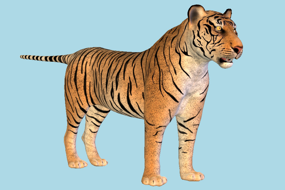 Tiger Wild Animal 3d model
