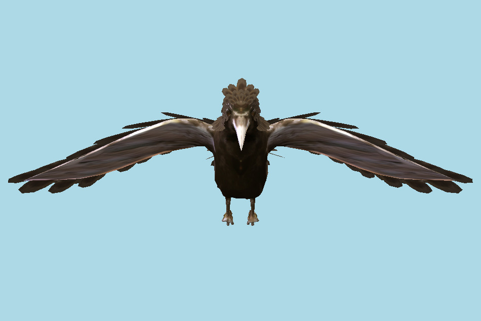 Falcon Bird 3d model