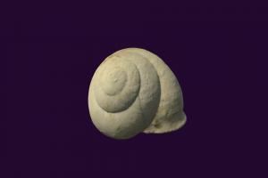 Helix moguntina snail, fossil, gastropod, invertebrate, oligocene, metashape, agisoft