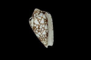Conus Textile snail, gastropod, lzcreation, conus-textile, photogrammetry, 3dscan, sea