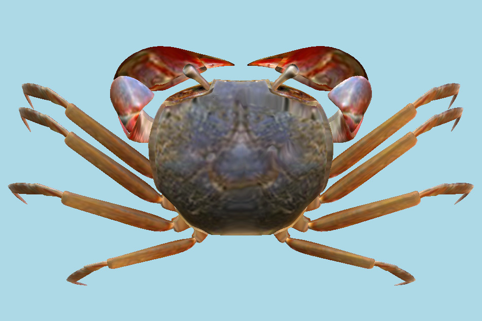 Ilyoplax Pingi Crab 3d model